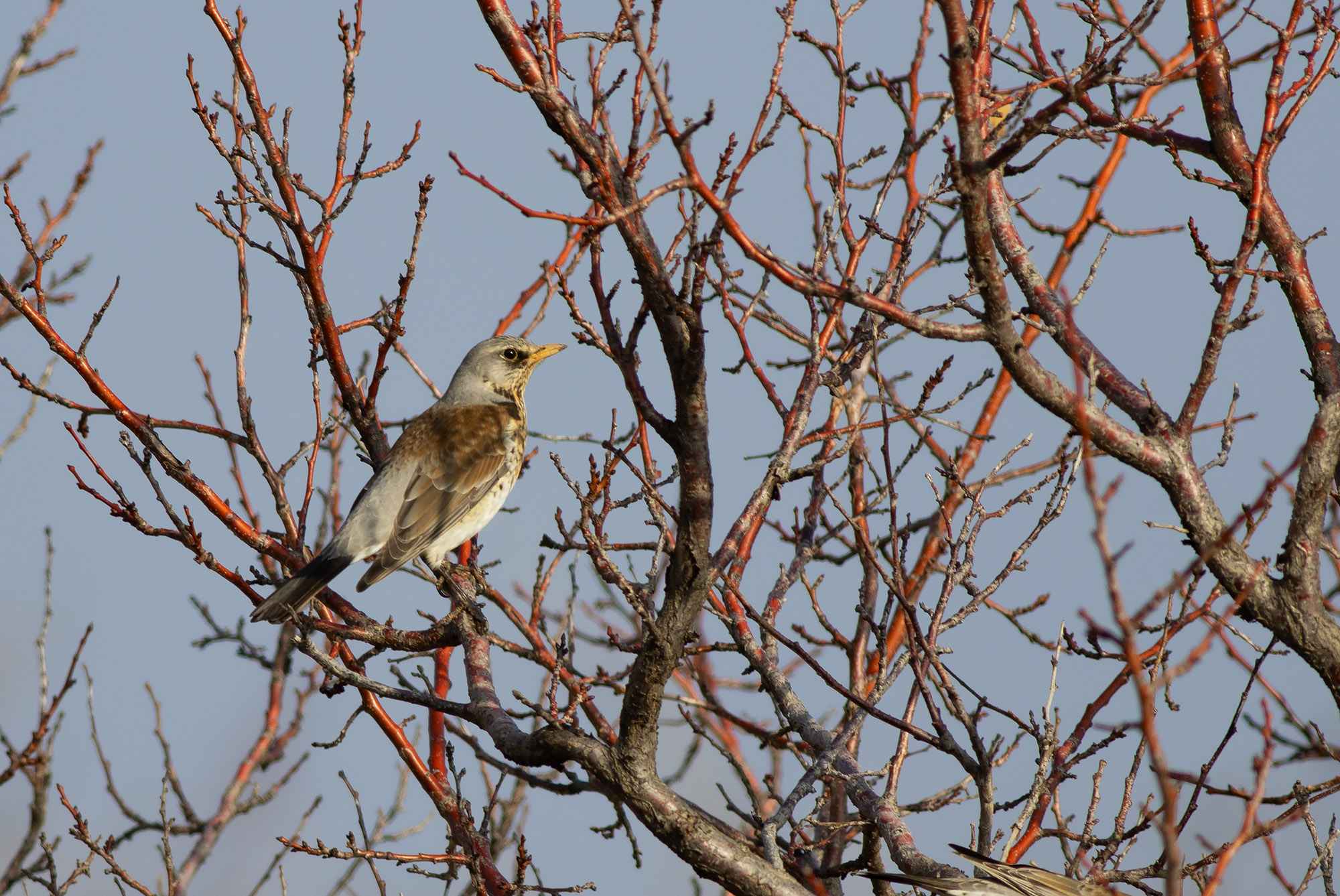 Fieldfare
